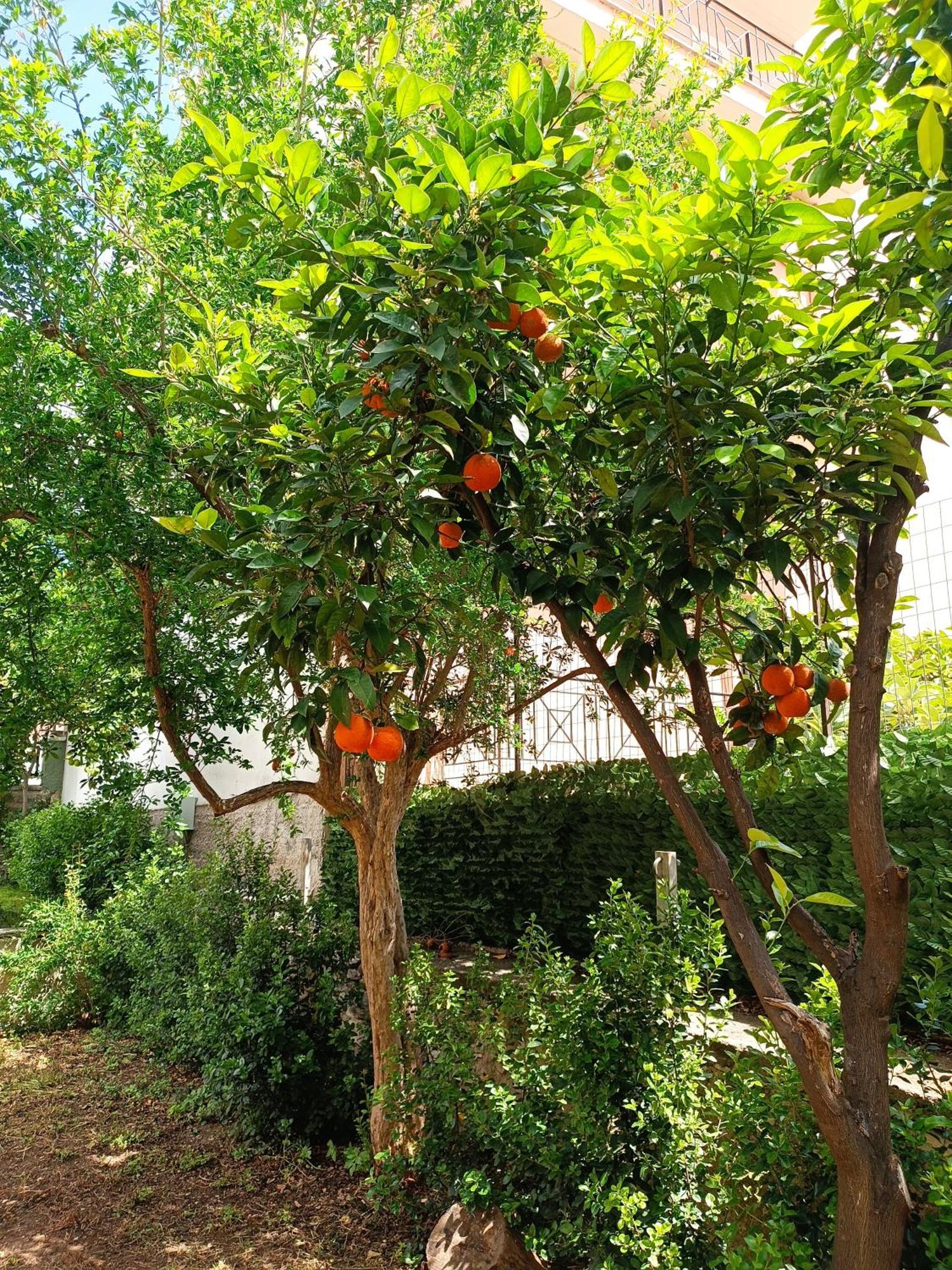 Betty'S Garden House Villa Nea Ankhialos Bagian luar foto